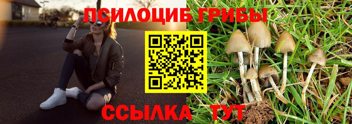 Галлюциногенные грибы Psilocybine cubensis Сибай